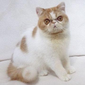 エキゾチックショートヘア【大阪府・男の子・2020年7月25日・レッド&ホワイト】の写真「パパ猫ＣＦＡチャンピオンです」