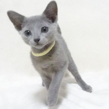 ロシアンブルー【大阪府・女の子・2019年10月12日・ブルー】の写真「パパ猫ＣＦＡチャンピオンです。」