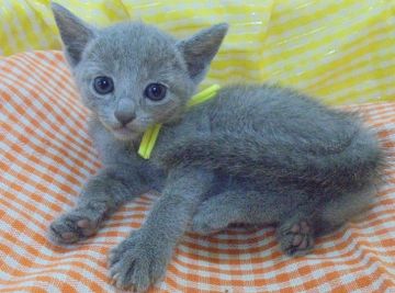 ロシアンブルー【大阪府・女の子・2018年7月6日・ブルー】の写真「パパ猫ＣＦＡチャンピオンです。」