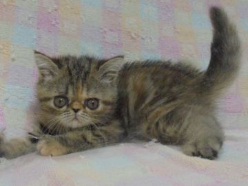 エキゾチックショートヘア【大阪府・女の子・2017年8月17日・ブラウンパッチドタビー】の写真「パパ・ママ猫共にＣＦＡチャンピオン」