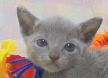 ロシアンブルー【大阪府・男の子・2017年6月3日・ブルー】の写真「パパCFA.CH おじいちゃんCFA.GR.CH」