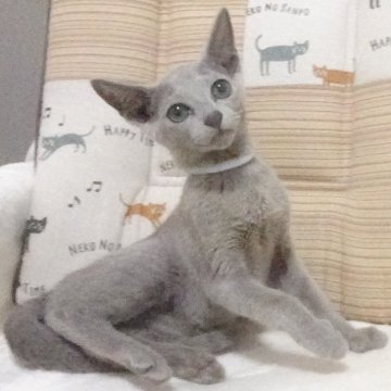ロシアンブルー【大阪府・男の子・2023年3月26日・ブルー】の写真「パパ猫CFAグランドチャンピオンです。」