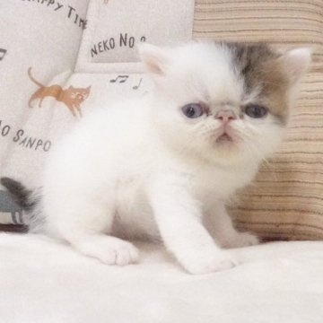 エキゾチックショートヘア【大阪府・男の子・2023年8月3日・ブラウンタビー&ホワイト】の写真「パパ猫ＣＦＡチャンピオンです」