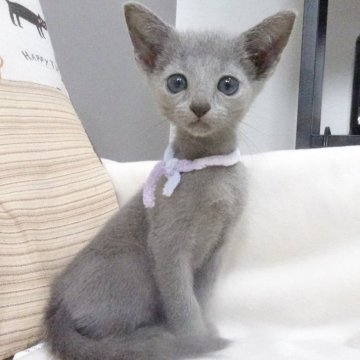 ロシアンブルー【大阪府・女の子・2024年6月17日・ブルー】の写真「パパ猫、CFAチャンピオン。」