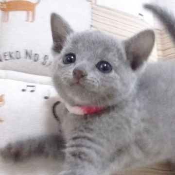 ロシアンブルー【大阪府・女の子・2021年5月30日・ブルー】の写真「パパ猫ＣＦＡチャンピオンです」