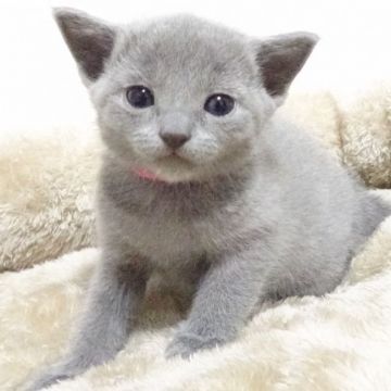 ロシアンブルー【大阪府・女の子・2020年9月23日・ブルー】の写真「パパ猫ＣＦＡチャンピオン」
