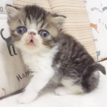 エキゾチックショートヘア【大阪府・男の子・2023年8月3日・ブラウンマッカレルタビー&ホワイト】の写真「パパ猫ＣＦＡチャンピオンです」