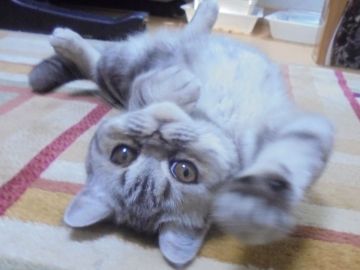 エキゾチックショートヘア【大阪府・男の子・2017年1月12日・シルバータビー】の写真「パパ猫ＣＦＡチャンピオン」