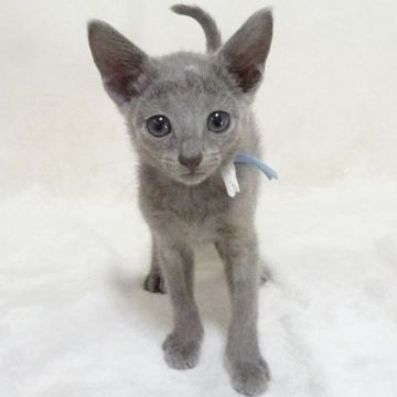 ロシアンブルー【大阪府・男の子・2020年2月21日・ブルー】の写真「パパ猫CFA グランドCH、ママ猫CFA CH」