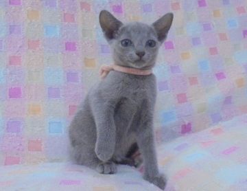 ロシアンブルー【大阪府・女の子・2017年7月1日・ブルー】の写真「パパ猫ＣＦＡチャンピオン」