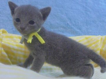 ロシアンブルー【大阪府・女の子・2019年5月8日・ブルー】の写真「パパ猫ＣＦＡグランドチャンピオン。」