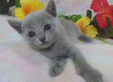 ロシアンブルー【大阪府・男の子・2017年5月13日・ブルー】の写真「パパ猫CFAグランドチャンピオンです。」