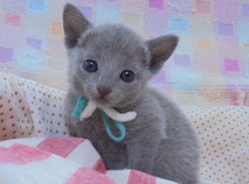 ロシアンブルー【大阪府・女の子・2018年5月16日・ブルー】の写真「パパ猫ＣＦＡチャンピオンです。」