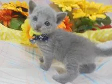 ロシアンブルー【大阪府・女の子・2018年5月10日・】の写真1