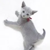 ロシアンブルー【大阪府・女の子・2021年4月8日・ブルー】の写真2