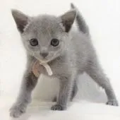 ロシアンブルー【大阪府・男の子・2020年12月21日・ブルー】の写真2