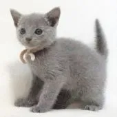 ロシアンブルー【大阪府・男の子・2020年12月21日・ブルー】の写真3