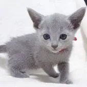 ロシアンブルー【大阪府・女の子・2021年4月8日・ブルー】の写真3