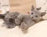 ロシアンブルー【大阪府・女の子・2022年9月10日・ブルー】の写真3