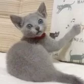 ロシアンブルー【大阪府・女の子・2024年6月17日・ブルー】の写真3