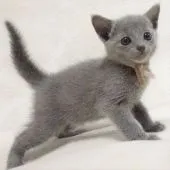 ロシアンブルー【大阪府・男の子・2020年12月21日・ブルー】の写真4