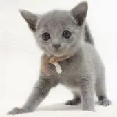 ロシアンブルー【大阪府・男の子・2020年12月21日・ブルー】の写真5