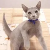 ロシアンブルー【大阪府・男の子・2022年8月22日・ブルー】の写真5