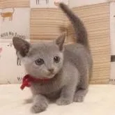 ロシアンブルー【大阪府・女の子・2022年9月10日・ブルー】の写真5