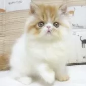 エキゾチックショートヘア【大阪府・女の子・2025年8月24日・レッド&ホワイト】の写真10