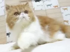 エキゾチックロングヘア【大阪府・女の子・2025年5月3日・レッド&ホワイト】の写真10