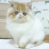 エキゾチックショートヘア【大阪府・女の子・2025年8月24日・レッド&ホワイト】の写真11