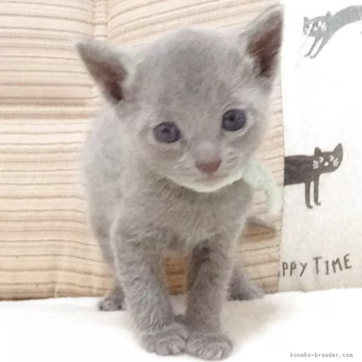 ID：2505-02453の子猫