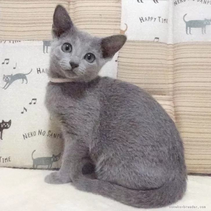 ID:2411-01423の子猫