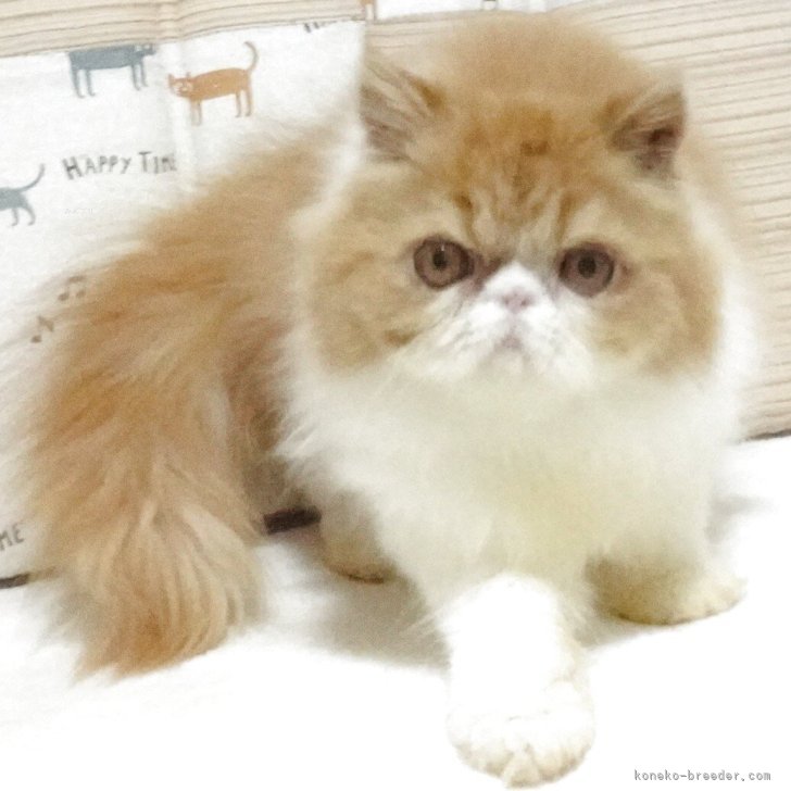 ブリーダー画像