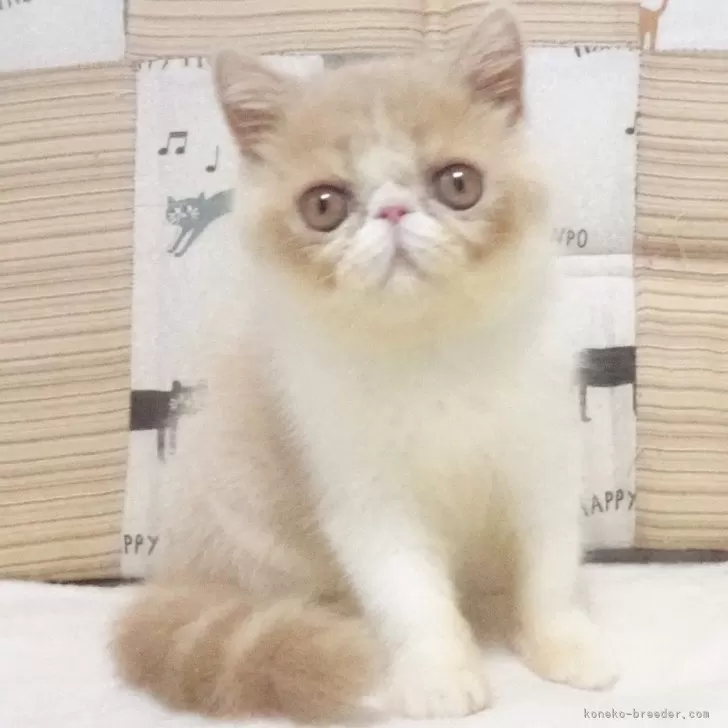 ID：2505-03274の子猫