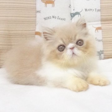 エキゾチックショートヘア【大阪府・女の子・2025年4月14日・クリーム&ホワイト】の写真「パパ猫ＣＦＡチャンピオンです」