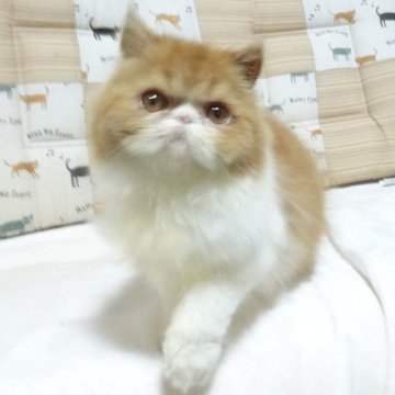 エキゾチックショートヘア【大阪府・女の子・2025年5月3日・レッド&ホワイト】の写真「パパ猫ＣＦＡチャンピオンです」