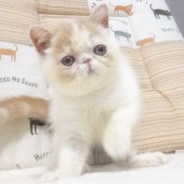 エキゾチックショートヘア【大阪府・女の子・2025年5月19日・クリーム&ホワイト】の写真「パパ猫ＣＦＡチャンピオンです」