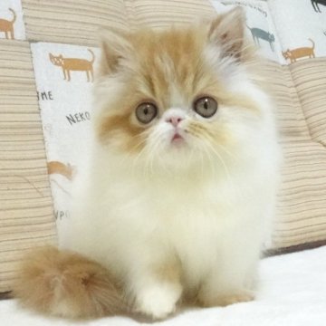 エキゾチックショートヘア【大阪府・女の子・2025年8月24日・レッド&ホワイト】の写真「パパ猫ＣＦＡチャンピオンです。」