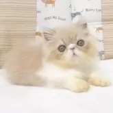 エキゾチックショートヘア
