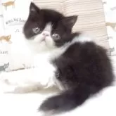 エキゾチックショートヘア