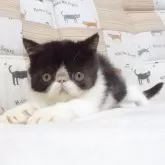 エキゾチックショートヘア