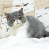 エキゾチックショートヘア