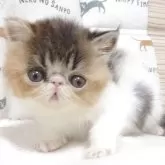 エキゾチックショートヘア【大阪府・女の子・2025年4月25日・キャリコ(三毛)】の写真1