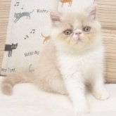 エキゾチックショートヘア