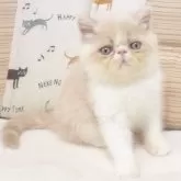 エキゾチックショートヘア