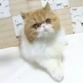 エキゾチックショートヘア