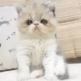 エキゾチックショートヘア