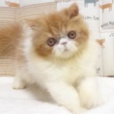 エキゾチックショートヘア