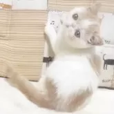 エキゾチックショートヘア